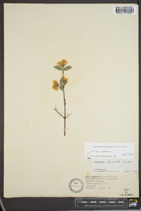 Philadelphus hirsutus image