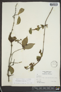 Philadelphus hirsutus image