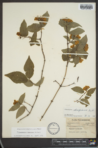 Philadelphus hirsutus image