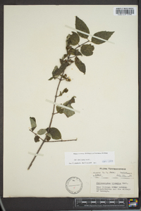 Philadelphus hirsutus image