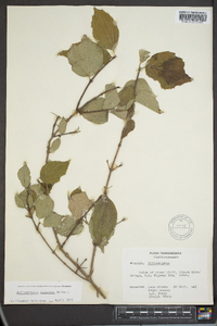 Philadelphus hirsutus image