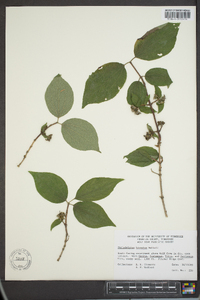 Philadelphus hirsutus image