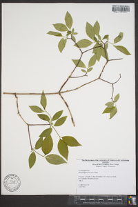 Philadelphus hirsutus image