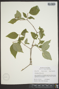 Philadelphus hirsutus image