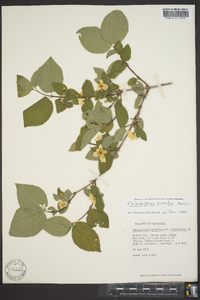 Philadelphus hirsutus image