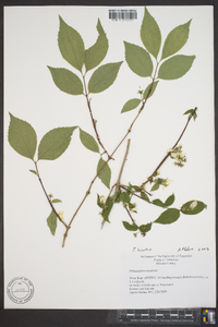 Philadelphus hirsutus image