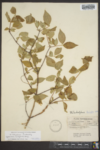 Philadelphus hirsutus image