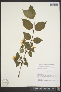 Philadelphus hirsutus image