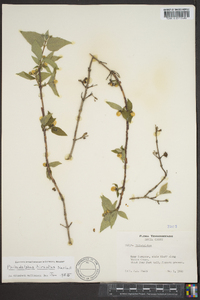 Philadelphus hirsutus image