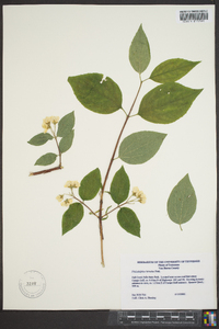 Philadelphus hirsutus image