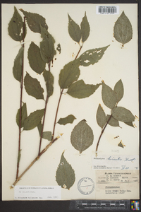 Philadelphus hirsutus image