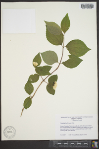 Philadelphus hirsutus image