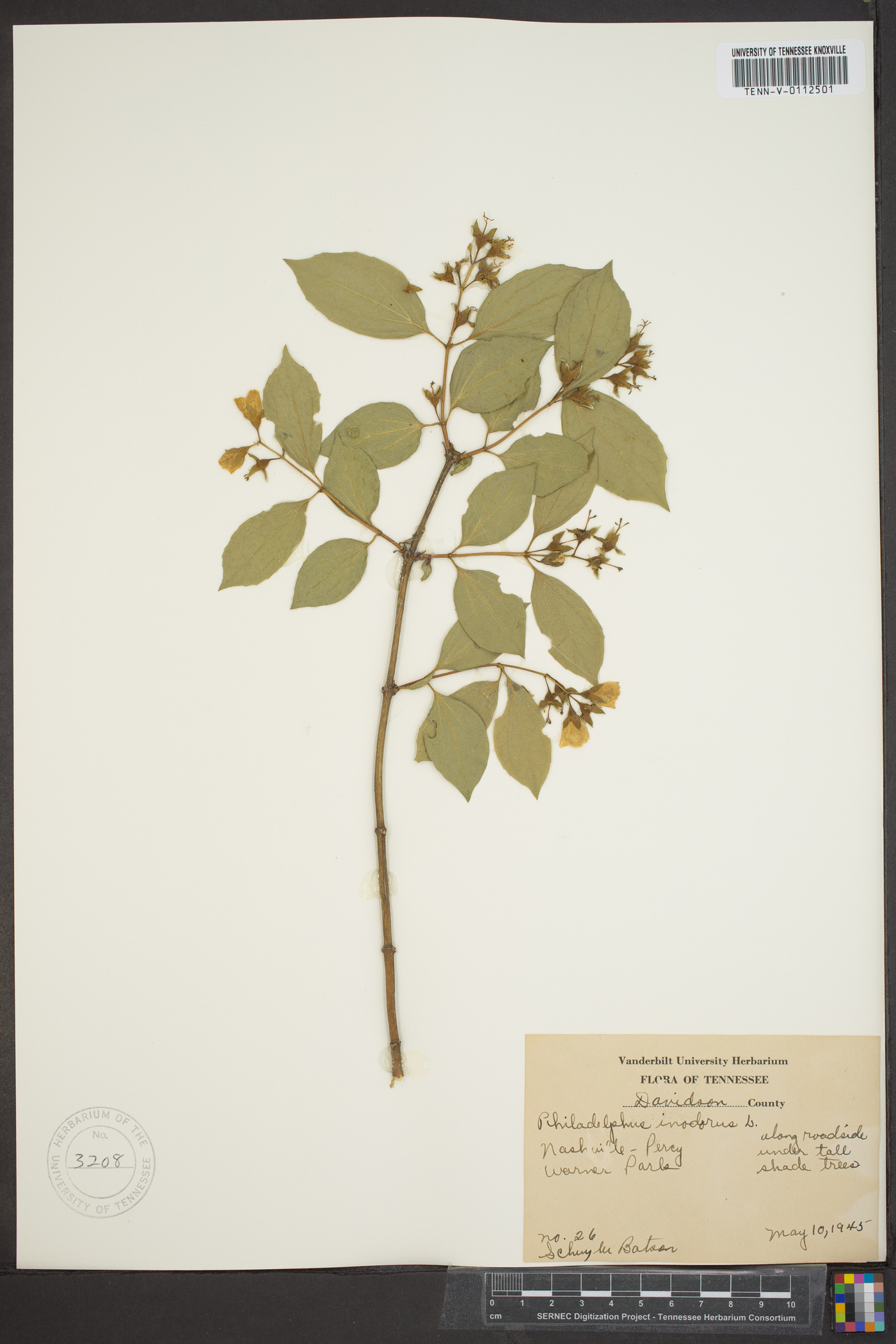 Philadelphus inodorus image