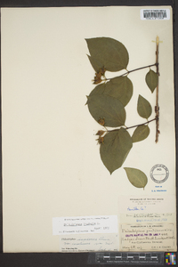 Philadelphus inodorus image