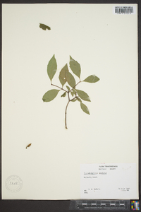 Philadelphus inodorus image