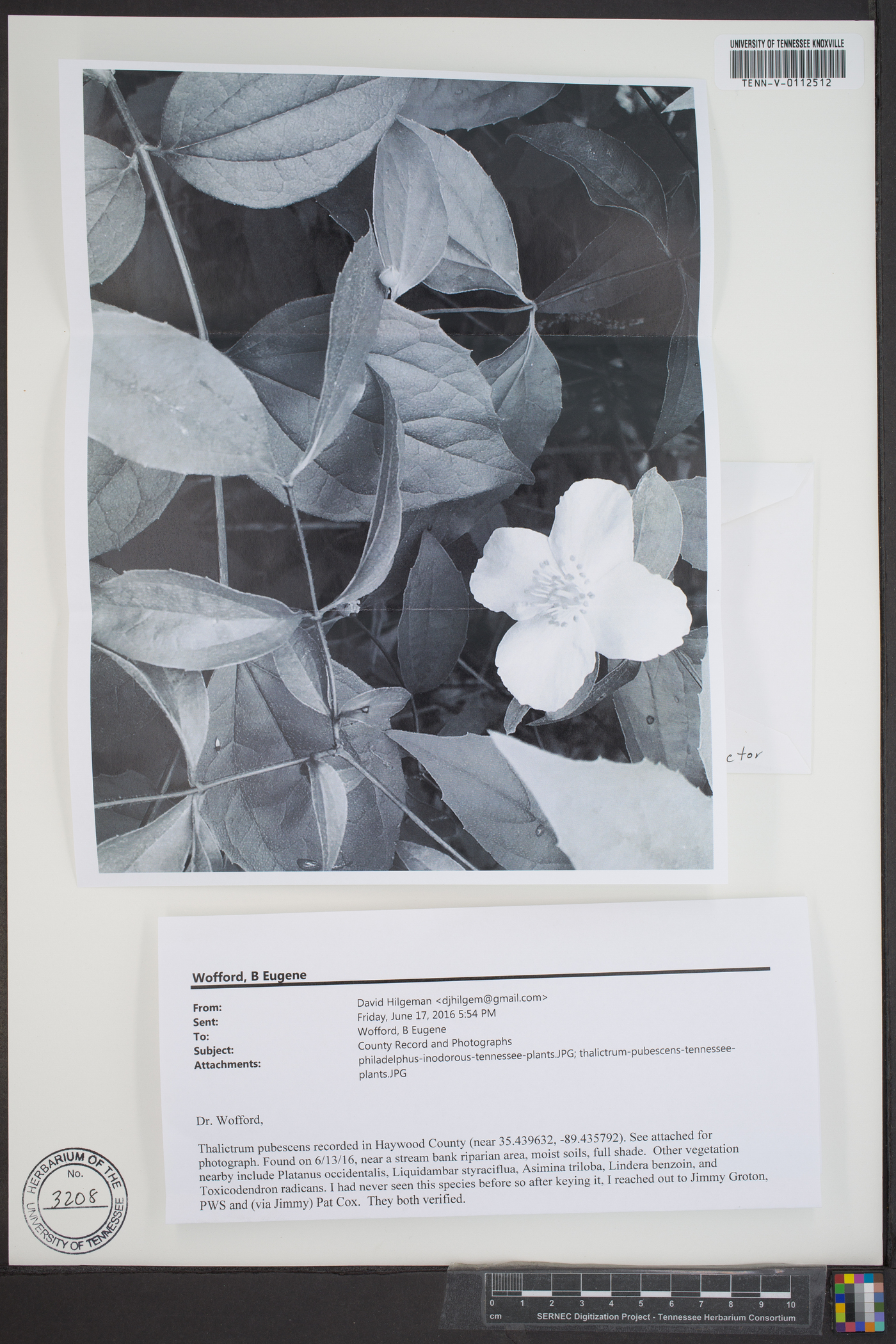 Philadelphus inodorus image