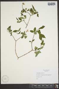 Philadelphus inodorus image