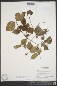 Philadelphus inodorus image