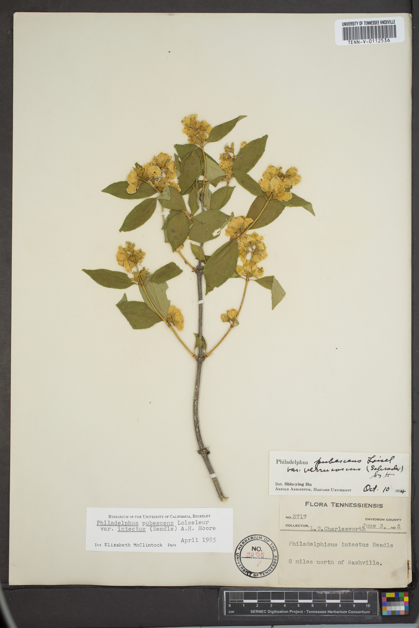 Philadelphus pubescens var. intectus image