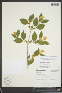 Philadelphus pubescens var. intectus image