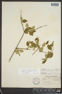 Philadelphus pubescens image