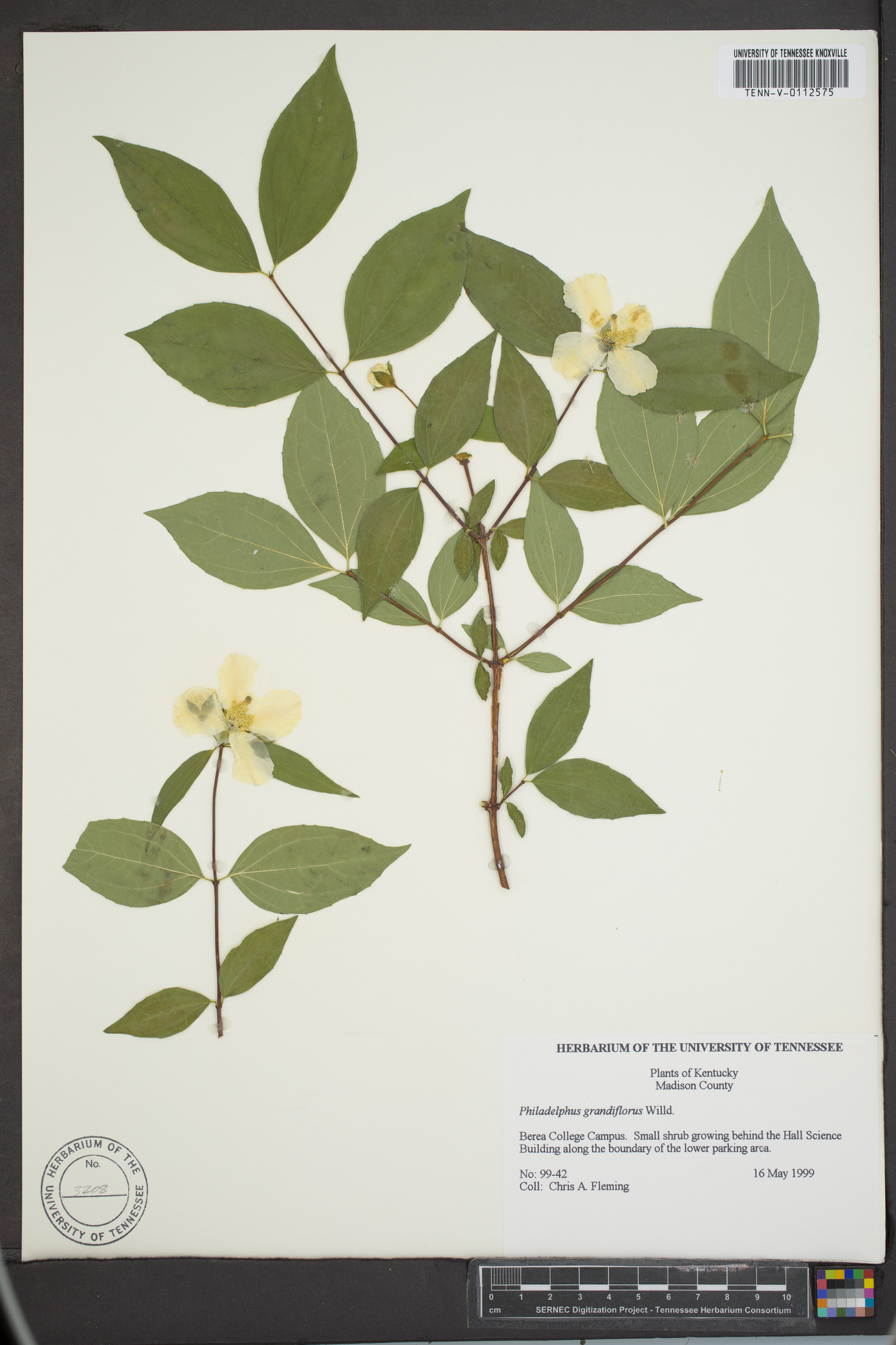 Philadelphus grandiflorus image