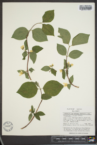 Philadelphus hirsutus image