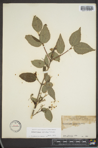 Philadelphus hirsutus image