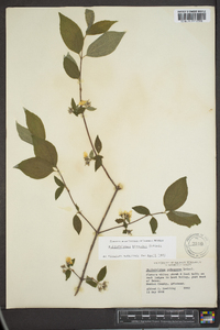 Philadelphus hirsutus image