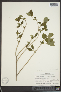 Philadelphus hirsutus image