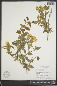 Philadelphus lewisii image