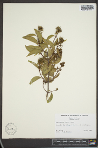 Philadelphus lewisii image