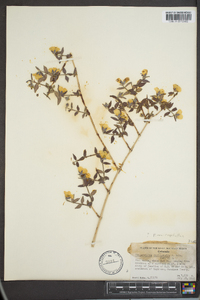 Philadelphus microphyllus image