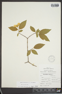 Philadelphus inodorus image