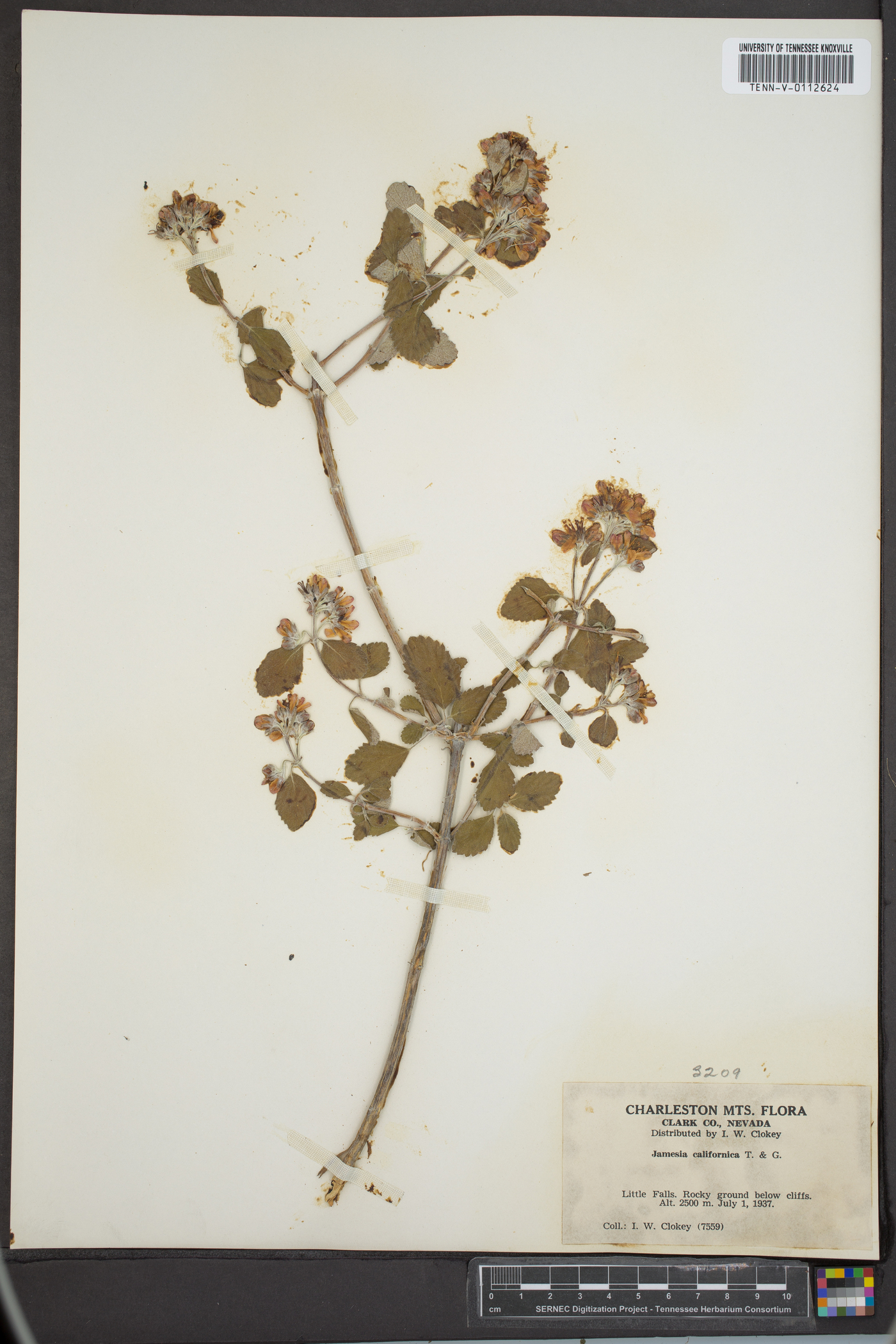 Jamesia americana subsp. californica image