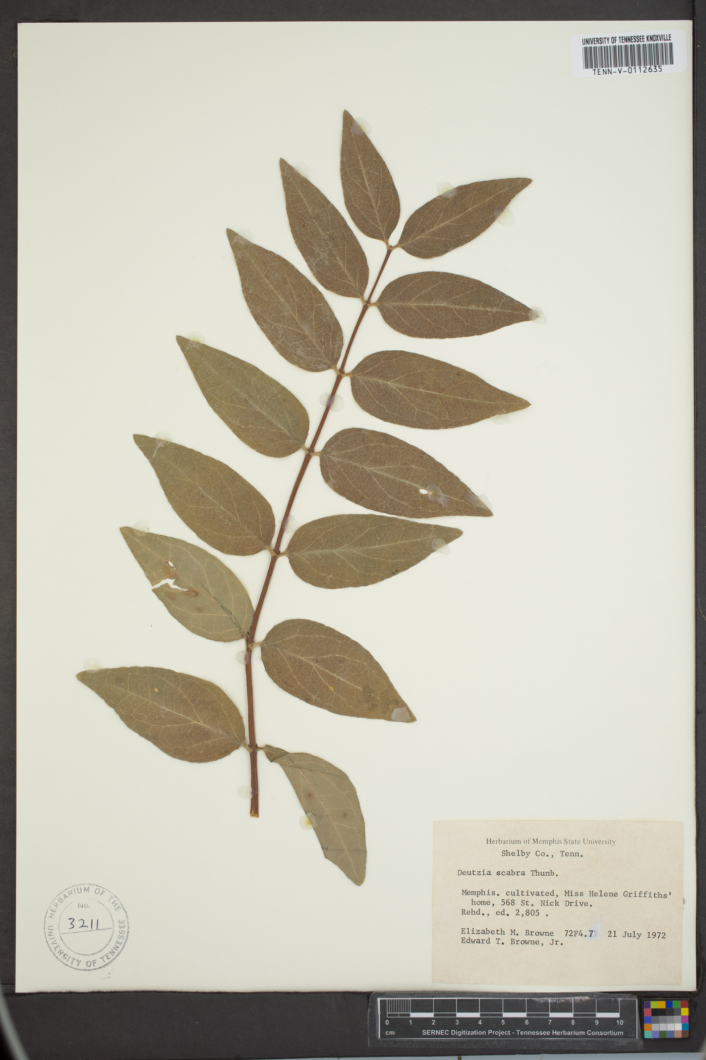 Deutzia scabra image