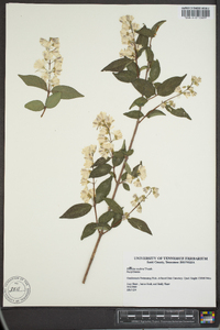 Deutzia scabra image