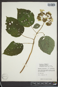 Hydrangea arborescens var. arborescens image