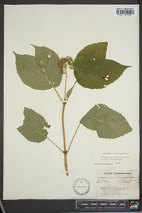 Hydrangea arborescens var. arborescens image