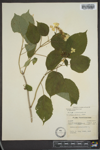 Hydrangea arborescens var. arborescens image