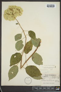 Hydrangea arborescens var. arborescens image