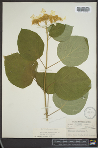 Hydrangea arborescens var. arborescens image