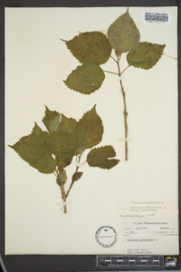 Hydrangea arborescens var. arborescens image