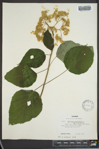 Hydrangea arborescens var. arborescens image