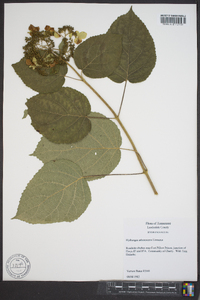 Hydrangea arborescens var. arborescens image