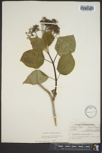 Hydrangea arborescens var. arborescens image