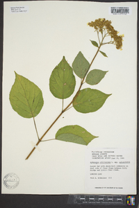 Hydrangea arborescens var. arborescens image