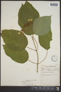 Hydrangea arborescens var. arborescens image