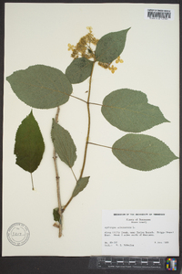 Hydrangea arborescens var. arborescens image