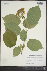 Hydrangea arborescens var. arborescens image